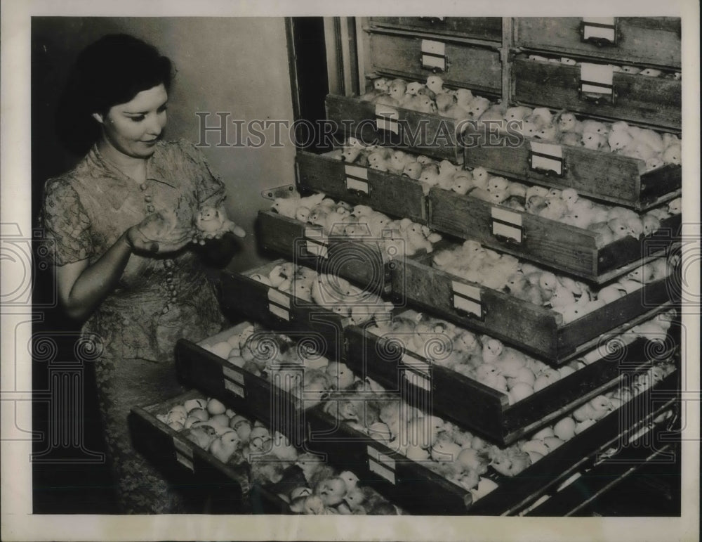 1939 Press Photo Floria Canino Helps Baby Chicks Take First Peep At The World