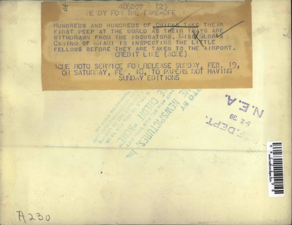 1939 Press Photo Floria Canino Helps Baby Chicks Take First Peep At The World