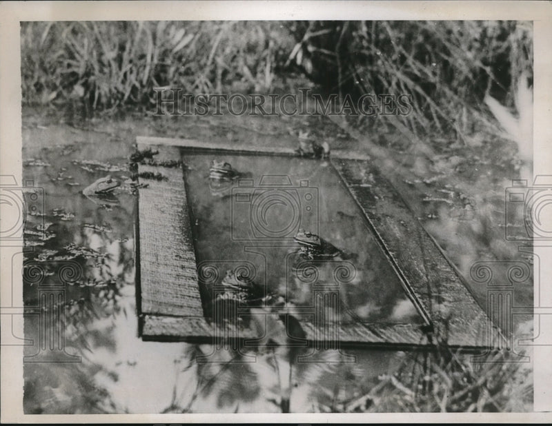 Load image into Gallery viewer, 1937 Press Photo 20,000 Bullfrogs Gathered in Stonewall, GA
