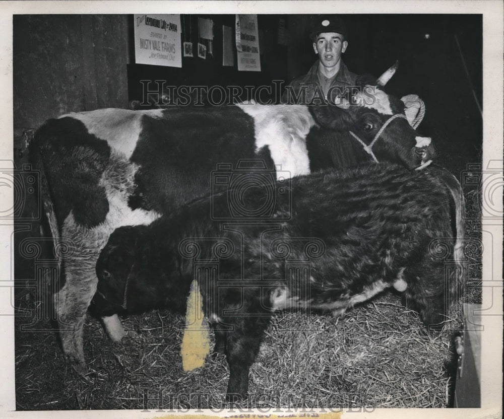 1946 Press Photo Calf with Pneumonia Being Nursed by Mooley Cow