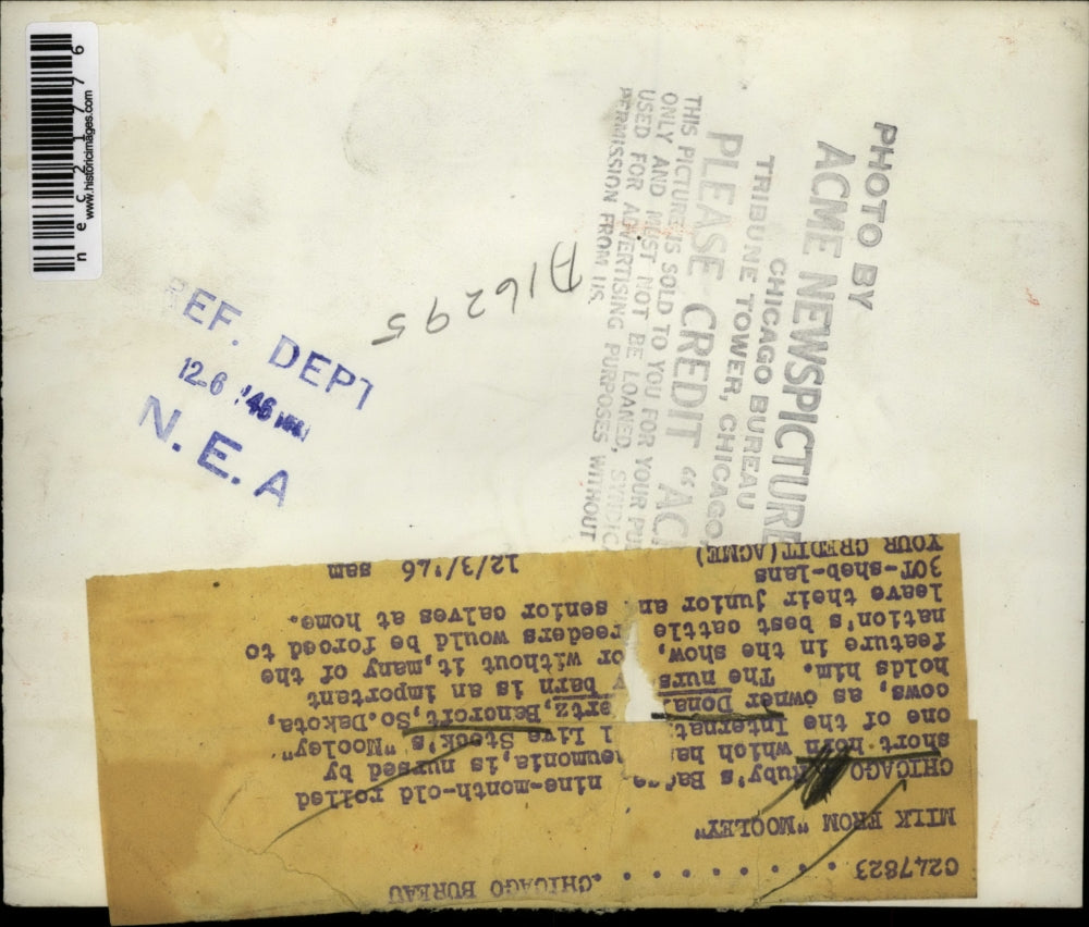 1946 Press Photo Calf with Pneumonia Being Nursed by Mooley Cow