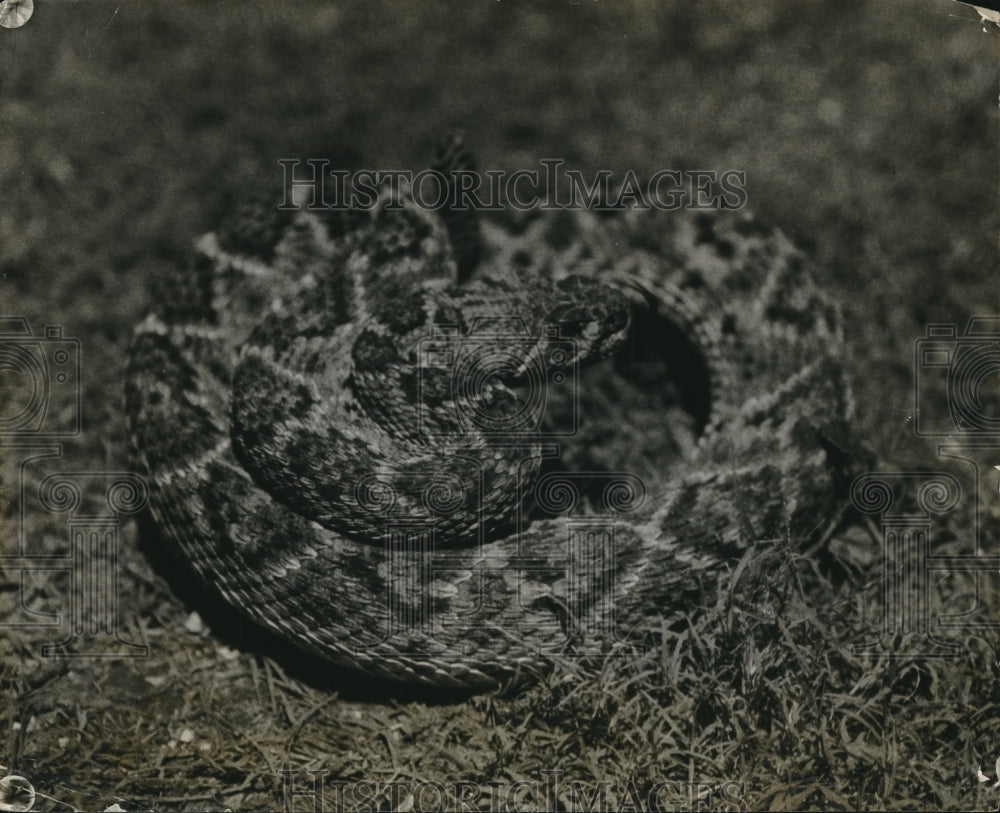 1927 Press Photo A Rattle Snake coiled ready to attack