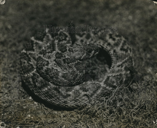 1927 Press Photo A Rattle Snake coiled ready to attack
