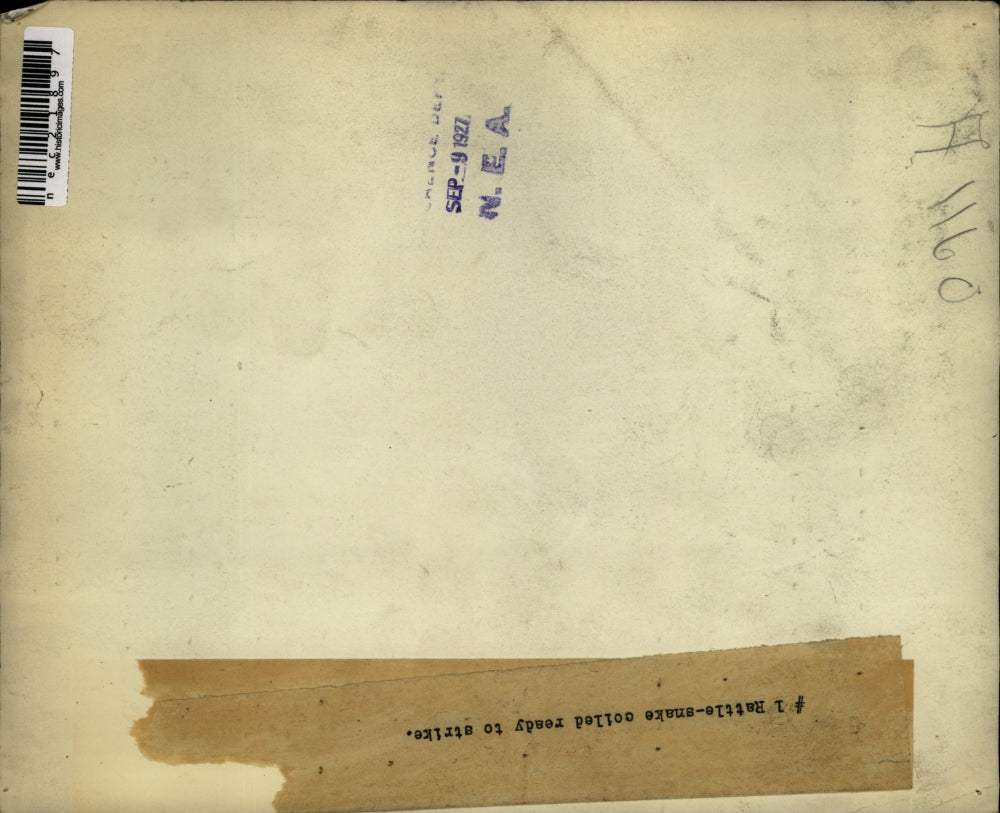 1927 Press Photo A Rattle Snake coiled ready to attack