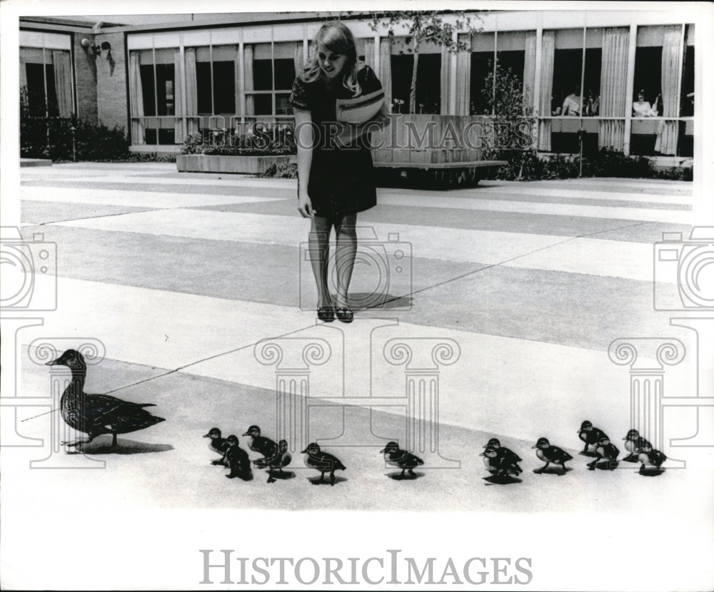 1969 Press Photo Mother Duck and Her 13 Ducklings Reside at N Olmsted High Schoo- Historic Images