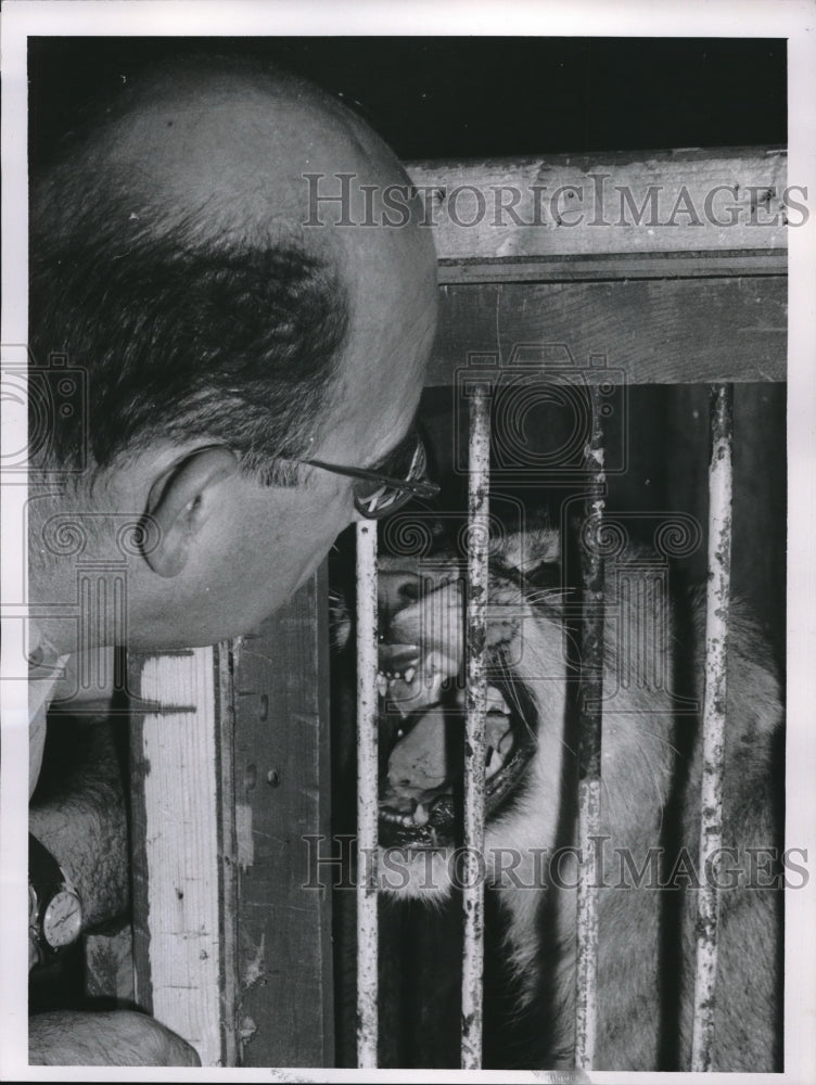1958 Press Photo Diane, Caged Cat Snarls at Trainer