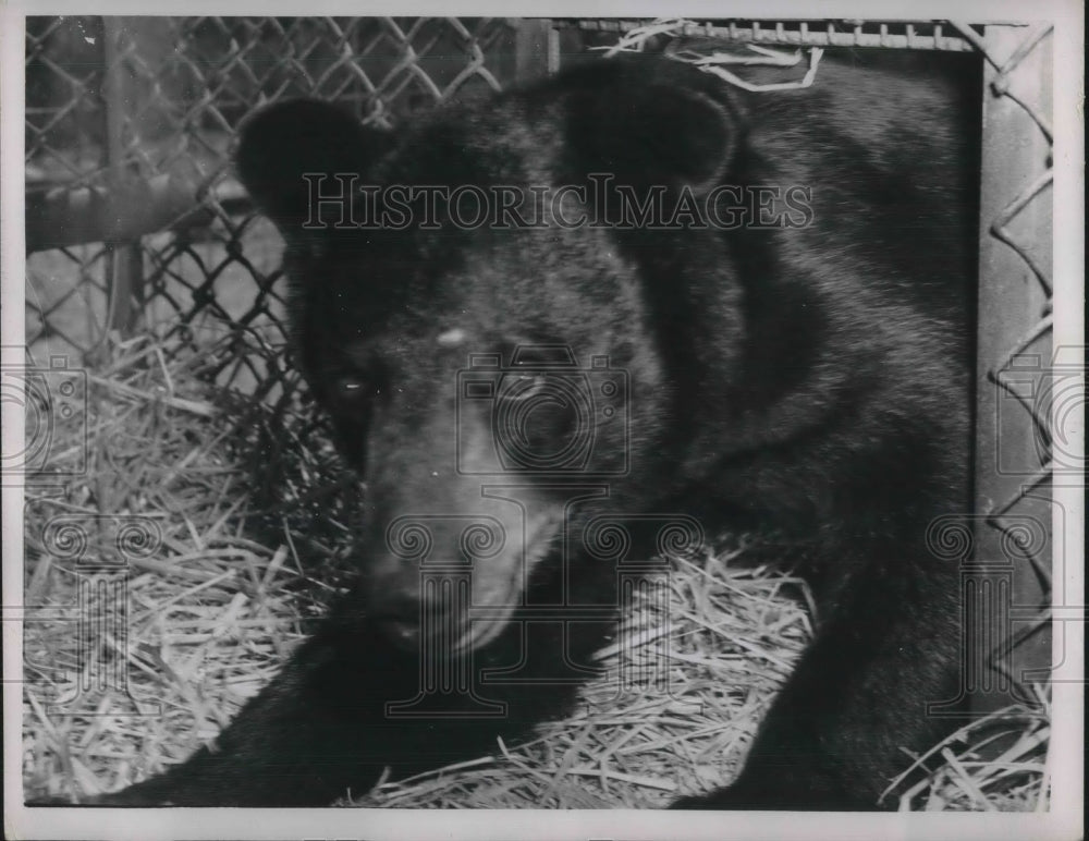Press Photo of a black bear