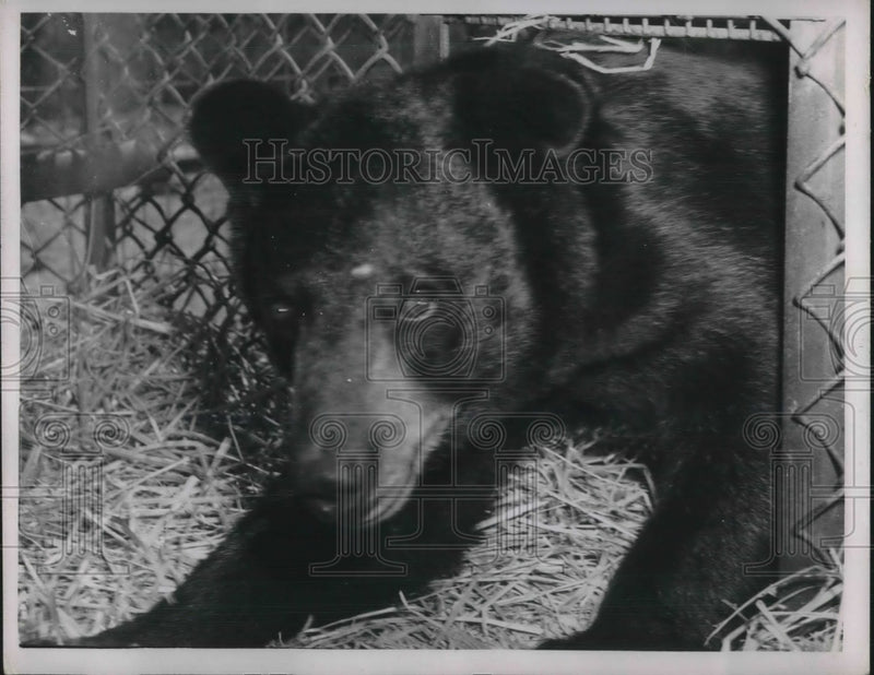 Load image into Gallery viewer, Press Photo of a black bear
