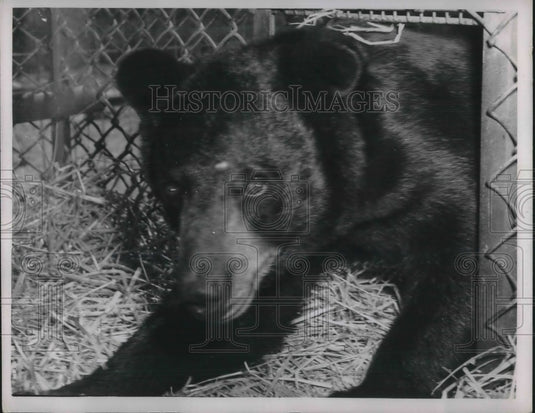 Press Photo of a black bear