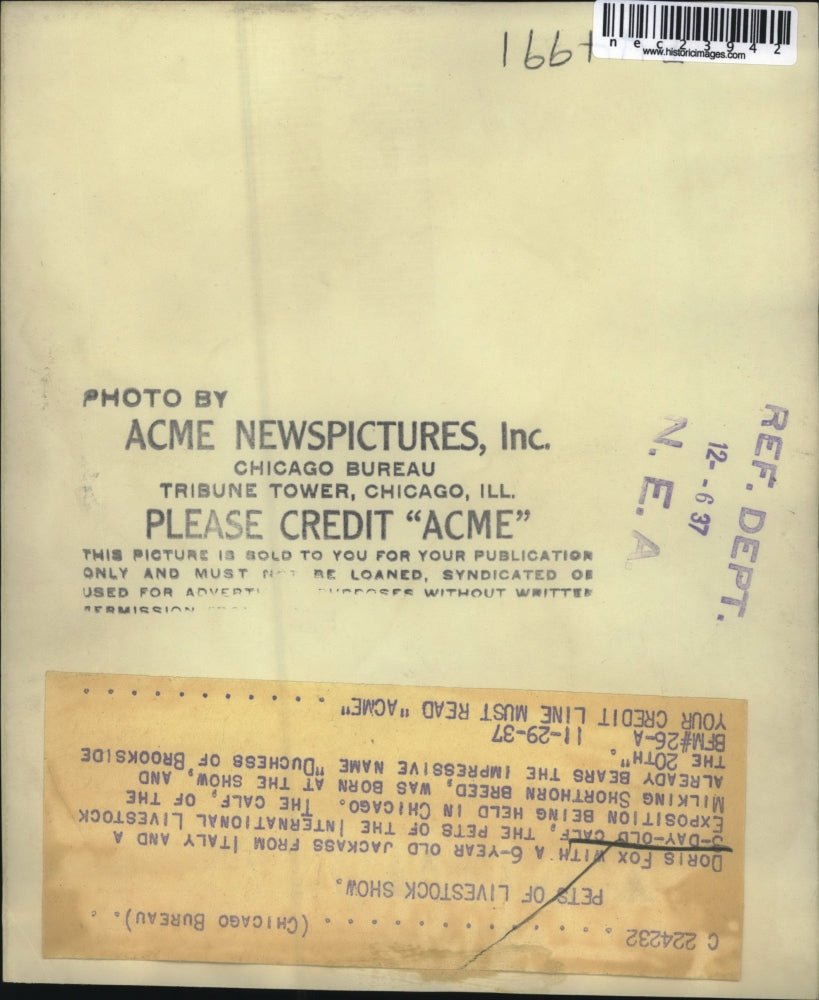 1937 Press Photo Doris Fox with Young Jackass at Chicago Expo.