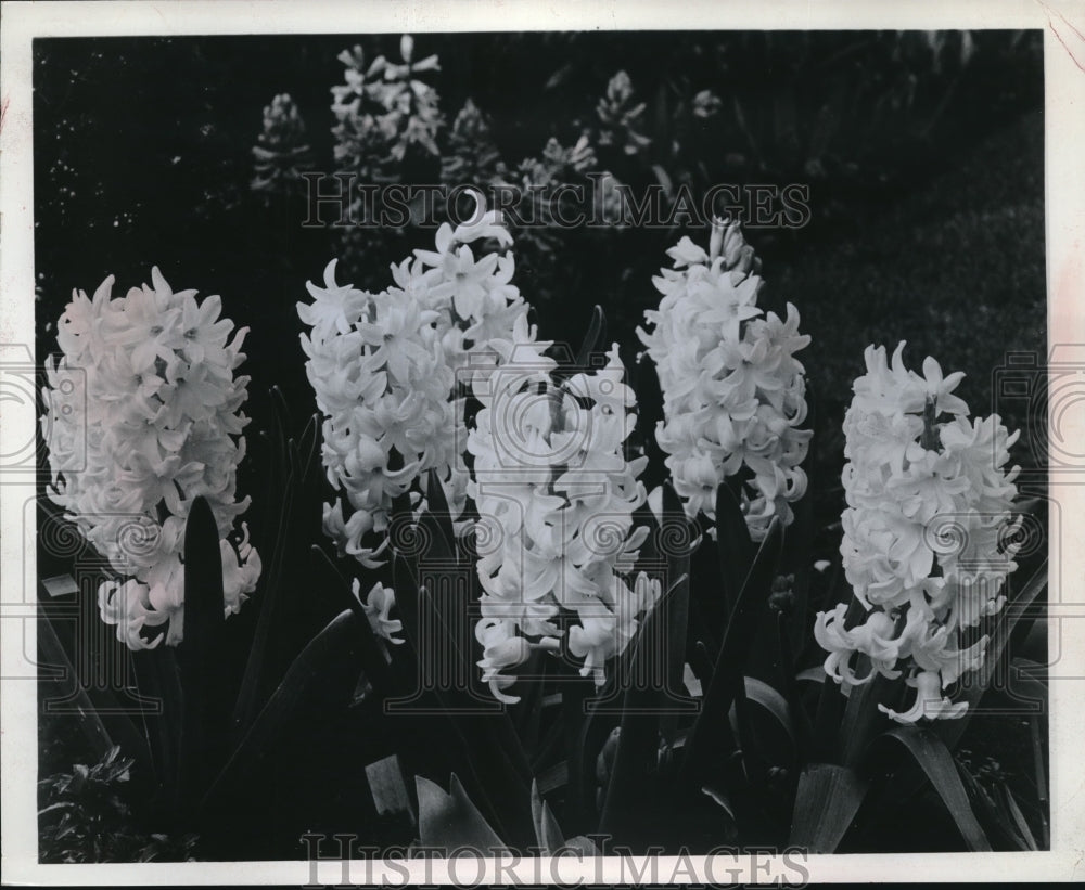 1967 Press Photo Blooming Hyacinths
