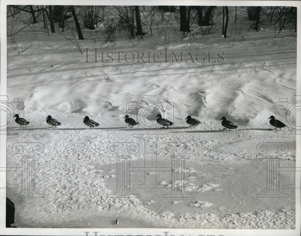 1961 Press Photo Ducks Line Up On Frozen New Jersey Lake Looking For Water- Historic Images