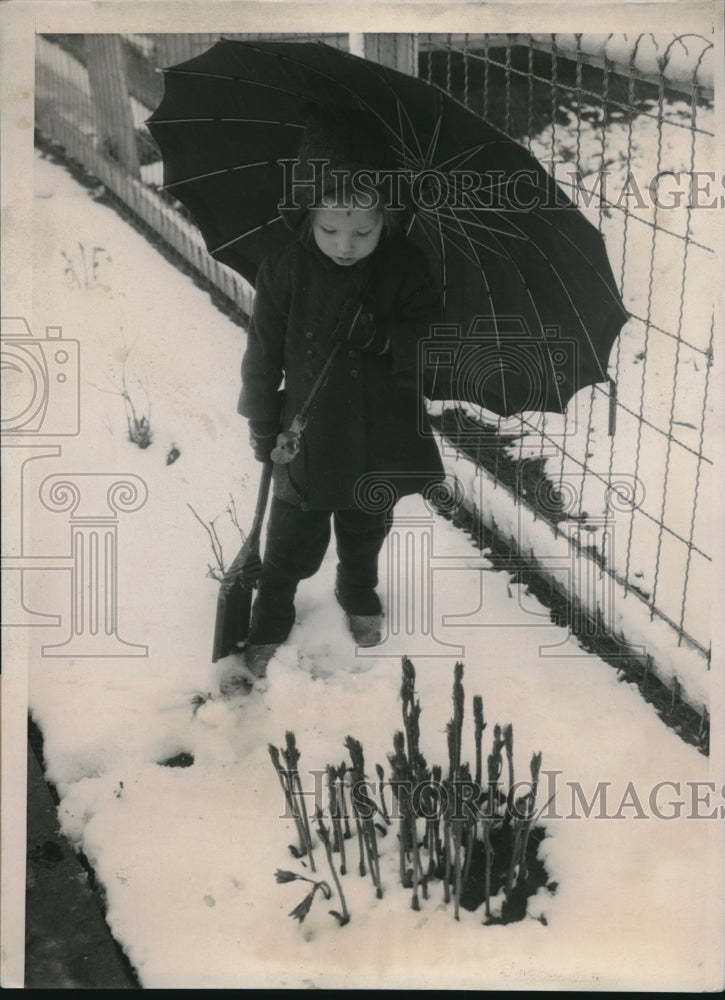 1940 Press Photo Wind and snow storm in May. Carole Ann Schaefer