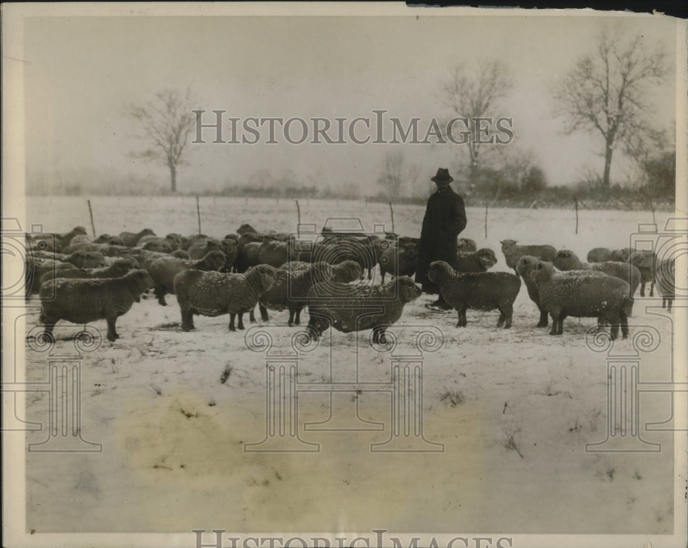 1926 Press Photo John Pierpont Morgan fleeces lambs in England.