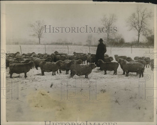 1926 Press Photo John Pierpont Morgan fleeces lambs in England.