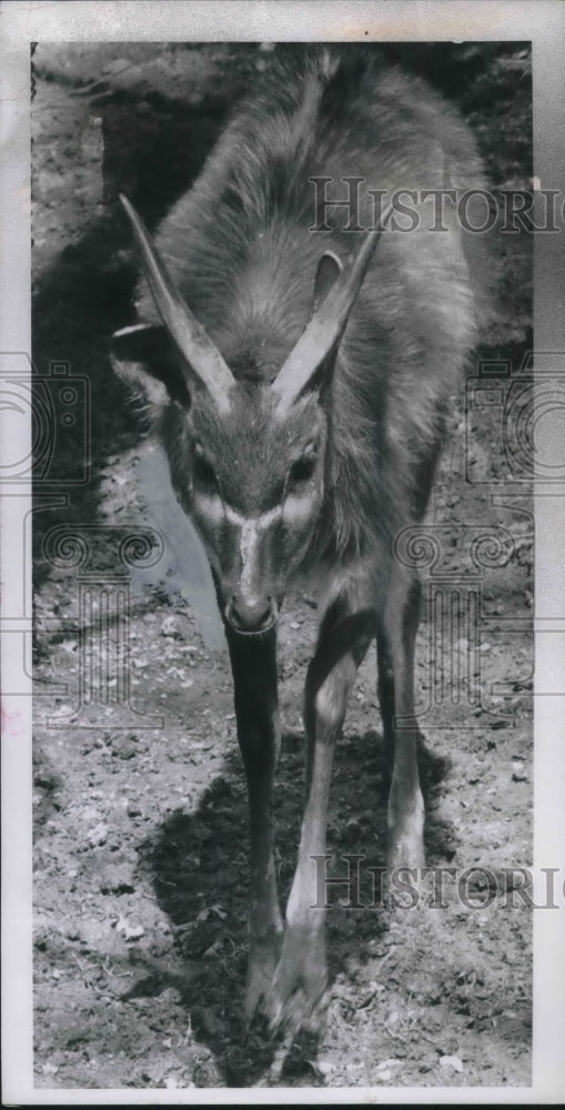 1962 Press Photo Sitatunga