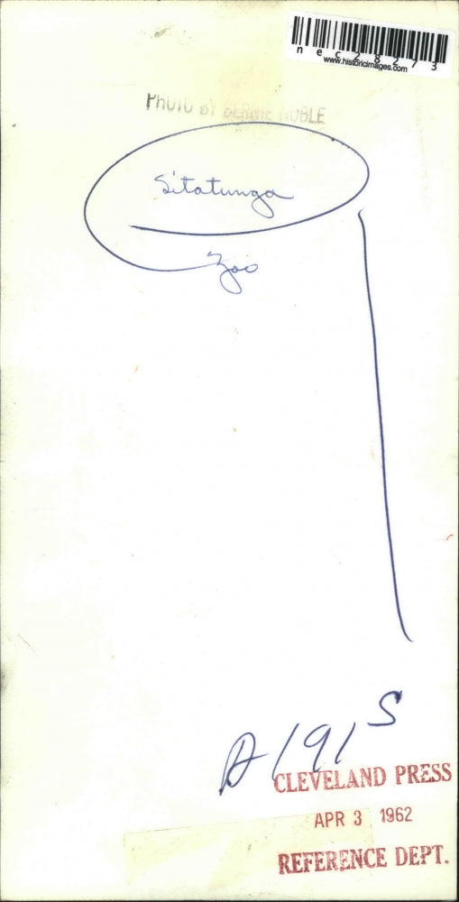 1962 Press Photo Sitatunga