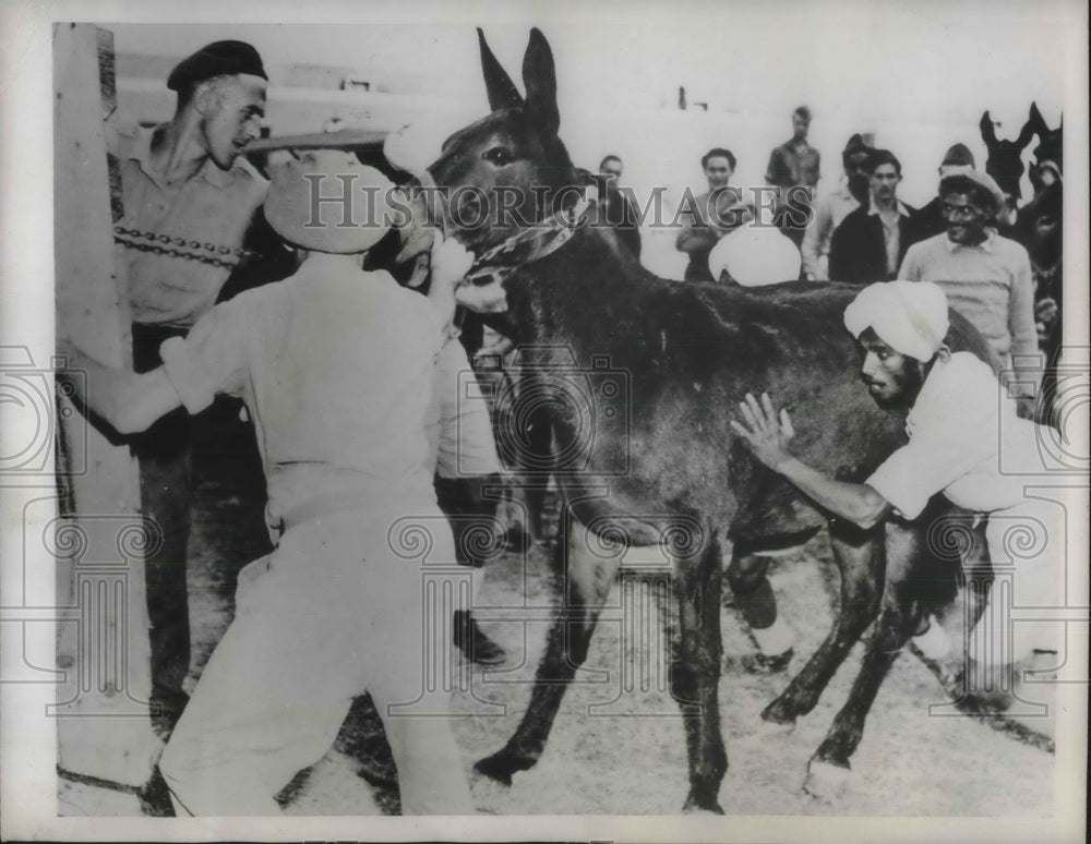 1945 Press Photo British mule being shipped from Italy to Yugoslavia - nec28525