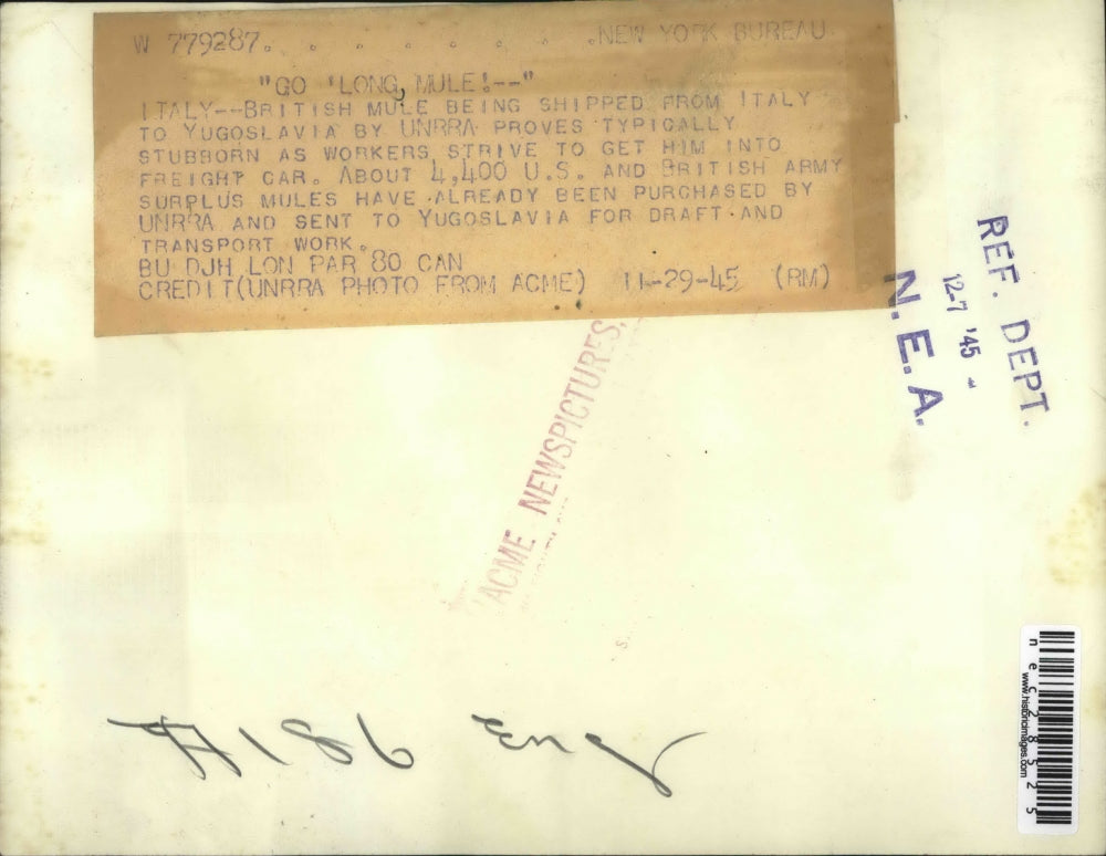 1945 Press Photo British mule being shipped from Italy to Yugoslavia - nec28525