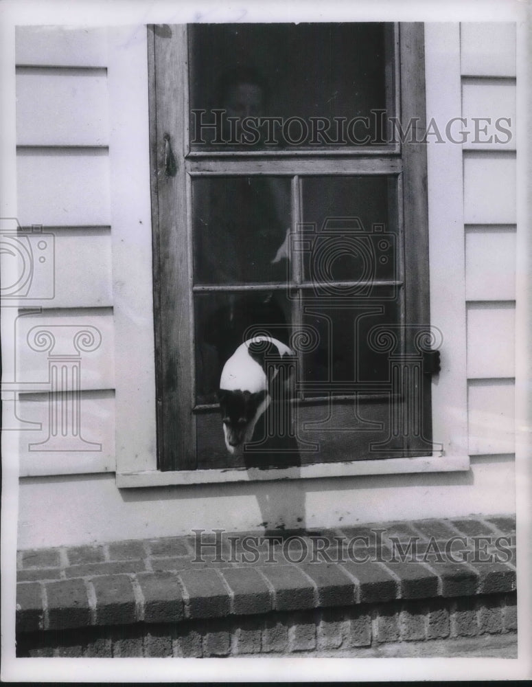 1953 Press Photo Pet Fox Terrier Dog Escapes Through Hole IN Screen Door