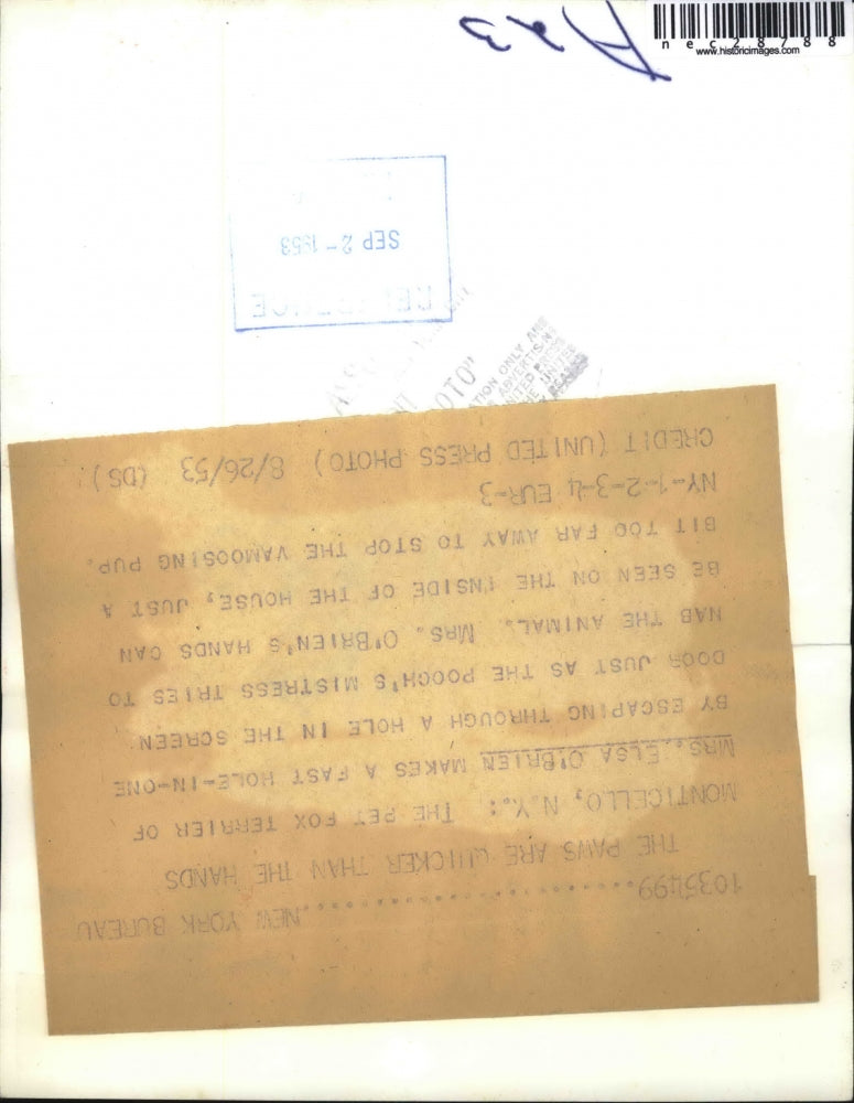 1953 Press Photo Pet Fox Terrier Dog Escapes Through Hole IN Screen Door