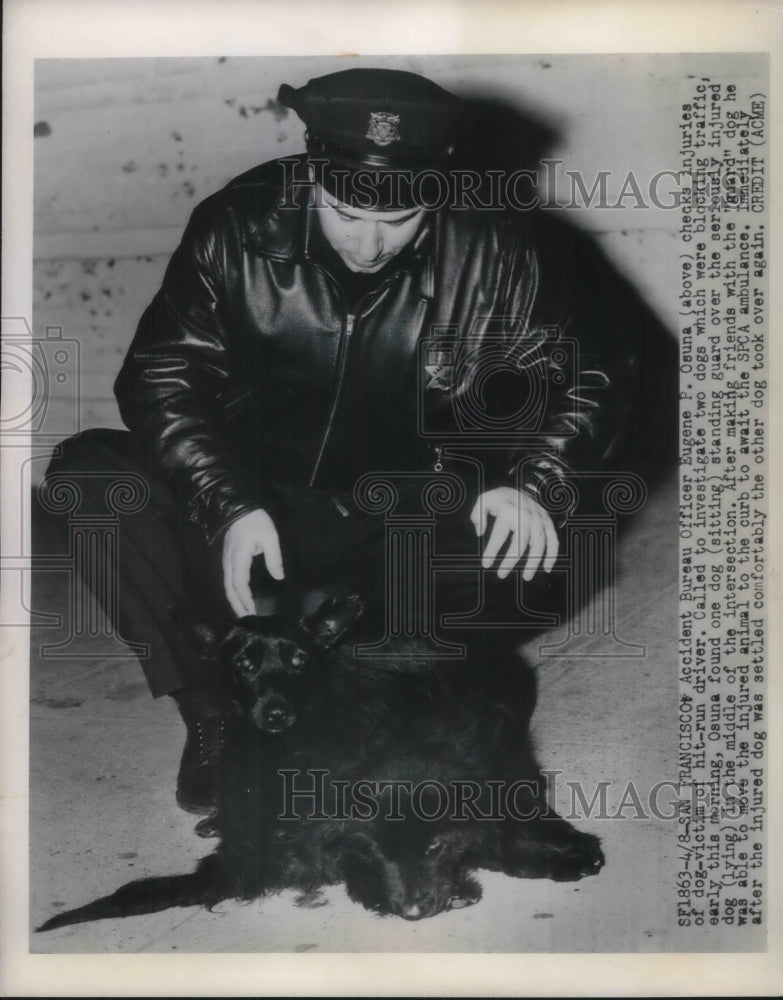 Load image into Gallery viewer, 1949 Press Photo Police Officer Checks Injuries Of Dog Involved In Hit And Run
