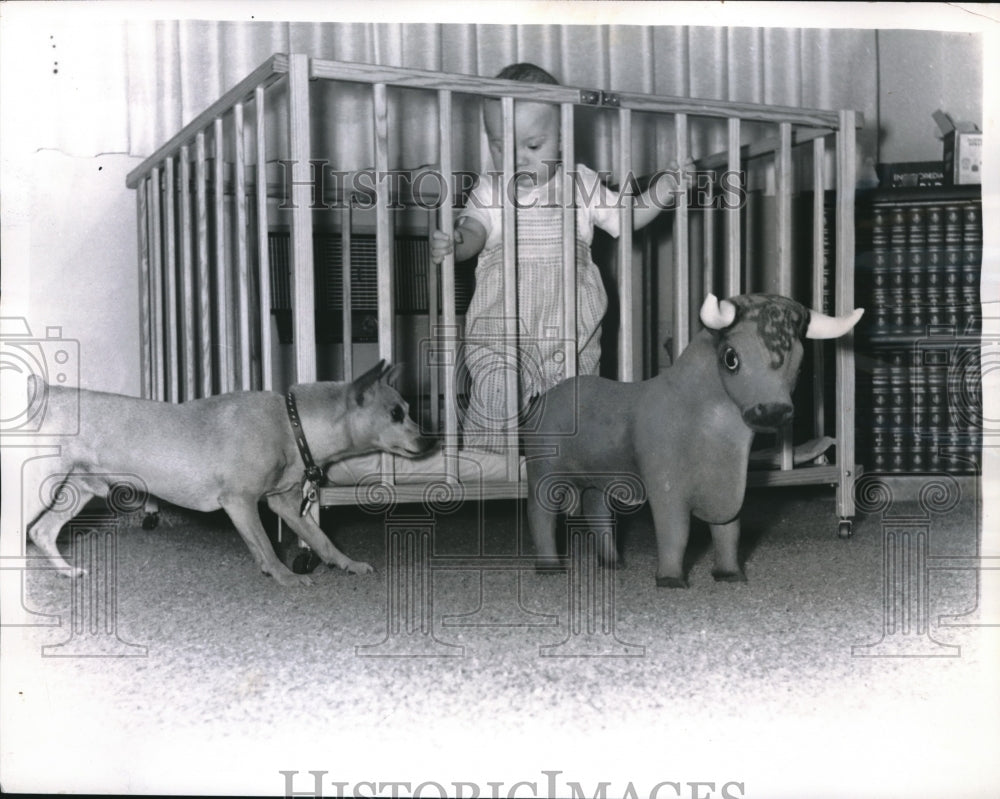 1962 Press Photo Billy's Toy Bull Is Too Much for Dog- Historic Images