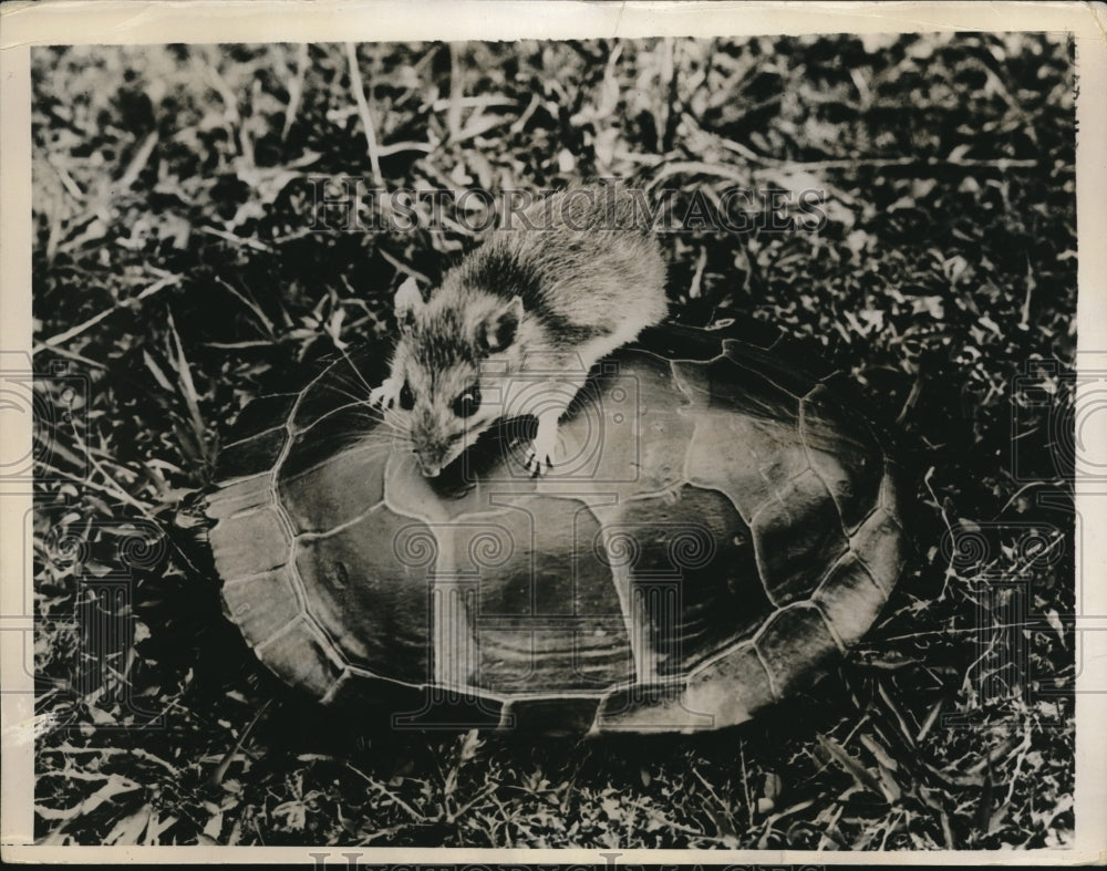 1935 Press Photo Woodmouse Using Turtle as Taxi