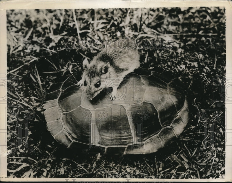 Load image into Gallery viewer, 1935 Press Photo Woodmouse Using Turtle as Taxi
