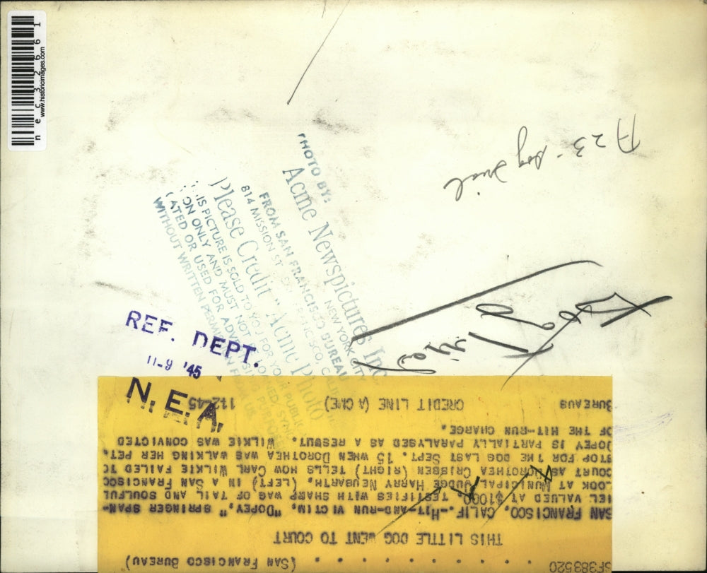 1945 Press Photo dog hit-and-run victim "Dopey" as witness in court suing driver