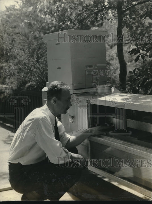 1931 Press Photo Beekeeper Looks At Scale Designed To Indicate Field Activity