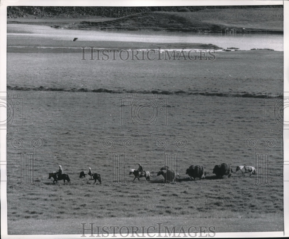 1957 Press Photo Farmers Transport Their Crops By Icelandic Ponies