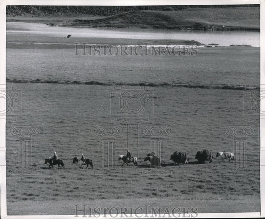 1957 Press Photo Farmers Transport Their Crops By Icelandic Ponies