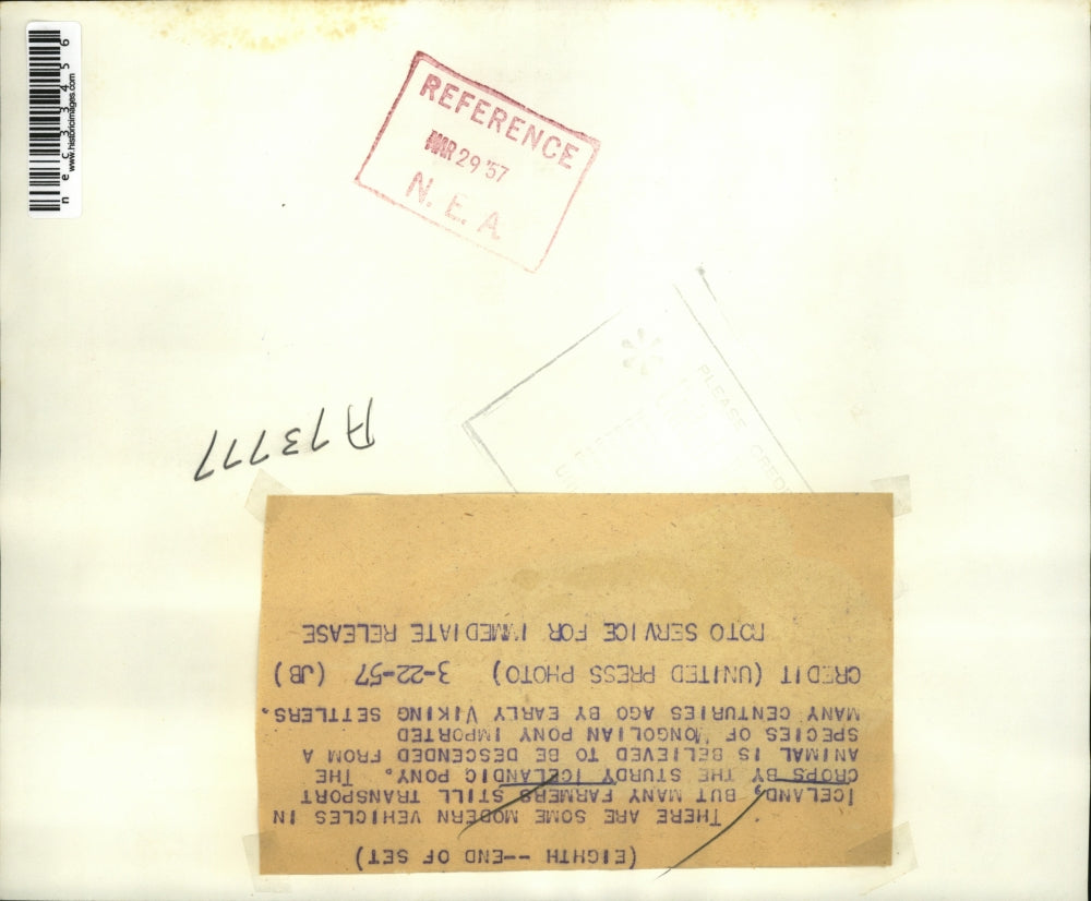 1957 Press Photo Farmers Transport Their Crops By Icelandic Ponies