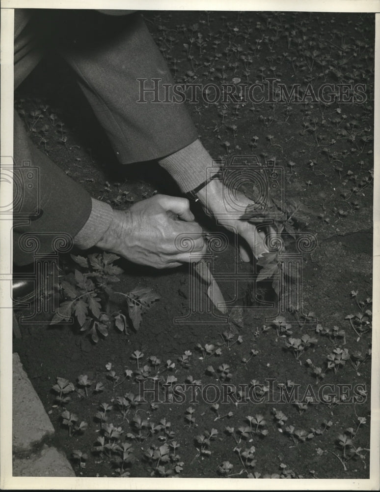 1945 Press Photo Transplanting tomatoes in between celery shoots- Historic Images
