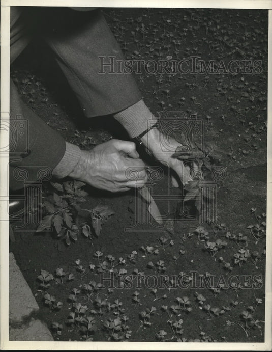 1945 Press Photo Transplanting tomatoes in between celery shoots- Historic Images