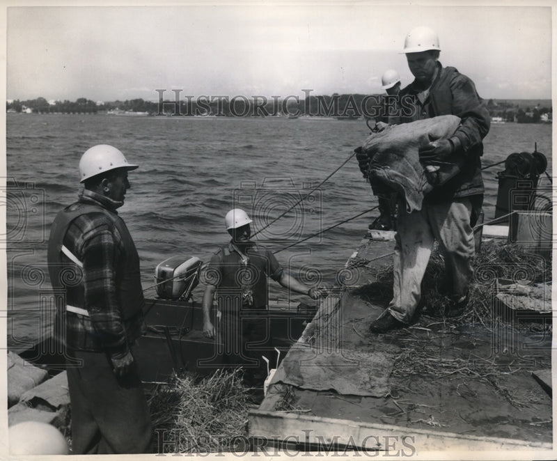 Load image into Gallery viewer, 1959 Press Photo straw bed boat carries forcite to disposal site. Toronto
