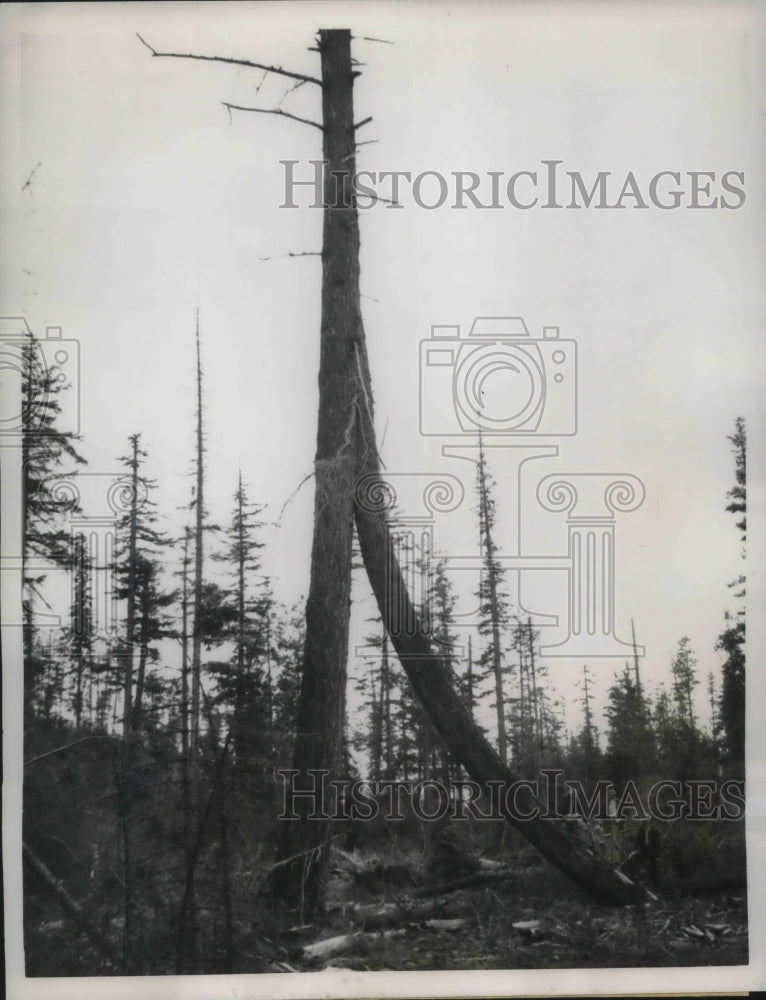 Load image into Gallery viewer, 1959 Press Photo Medford, Ore. Douglas fir trees grown together &amp; fused
