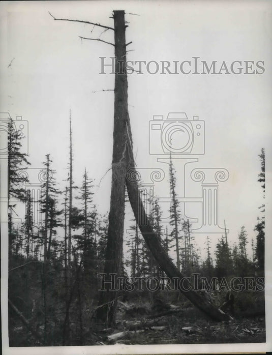 1959 Press Photo Medford, Ore. Douglas fir trees grown together & fused