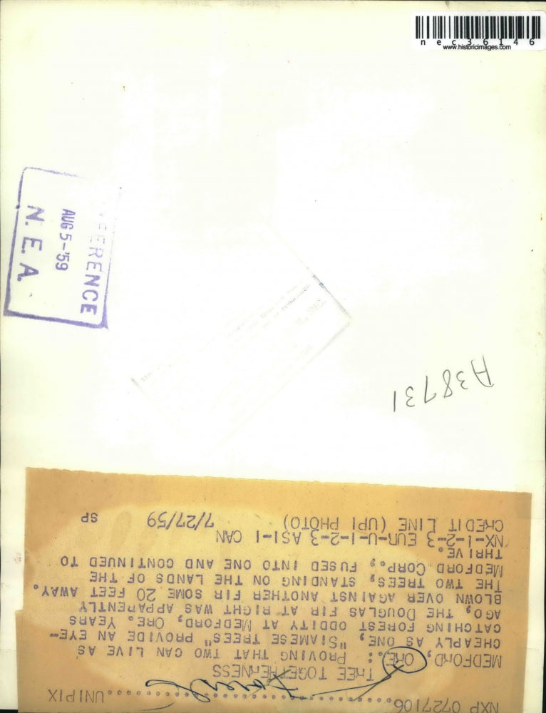 Load image into Gallery viewer, 1959 Press Photo Medford, Ore. Douglas fir trees grown together &amp; fused
