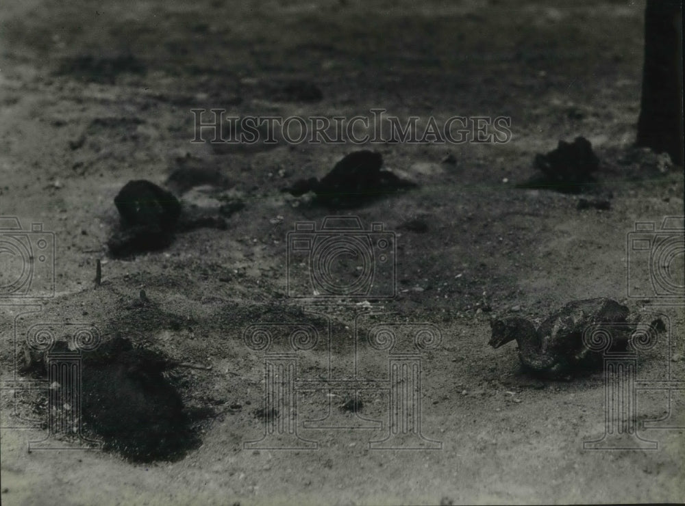 1931 Press Photo Chickens Killed in Deadly Forest Fire on Doolittle Ranch