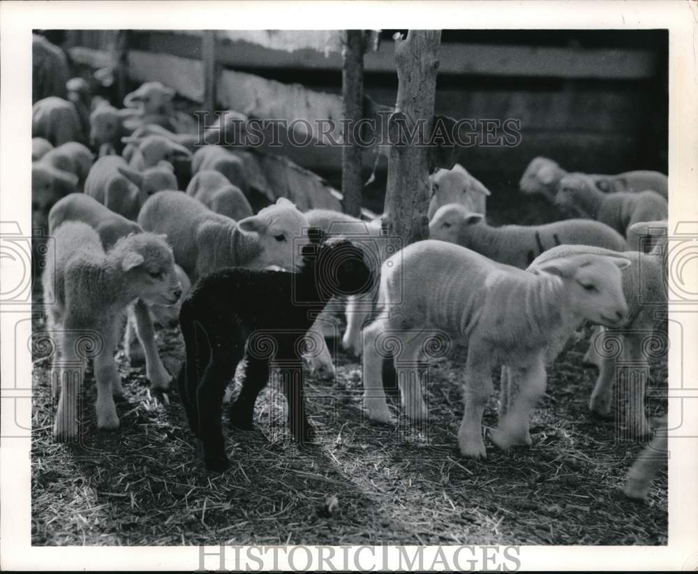 1957 Press Photo Little lambs illustrate the poem &quot;Suddenly, It&#39;s Spring!&quot;- Historic Images