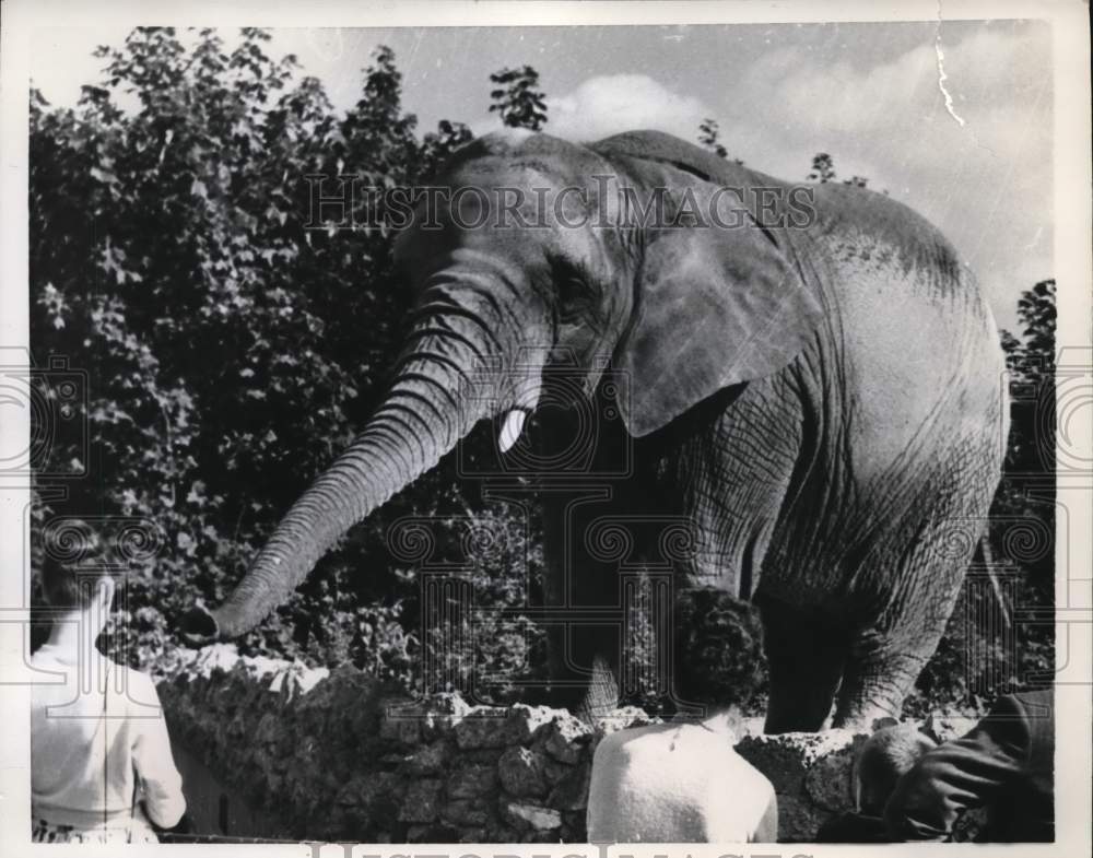 1958 Press Photo London Zoo elephant reaches for a treat- Historic Images