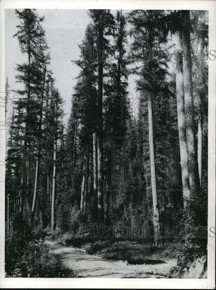 1942 Press Photo Huge tree formation in a luscious Forrest - Historic Images