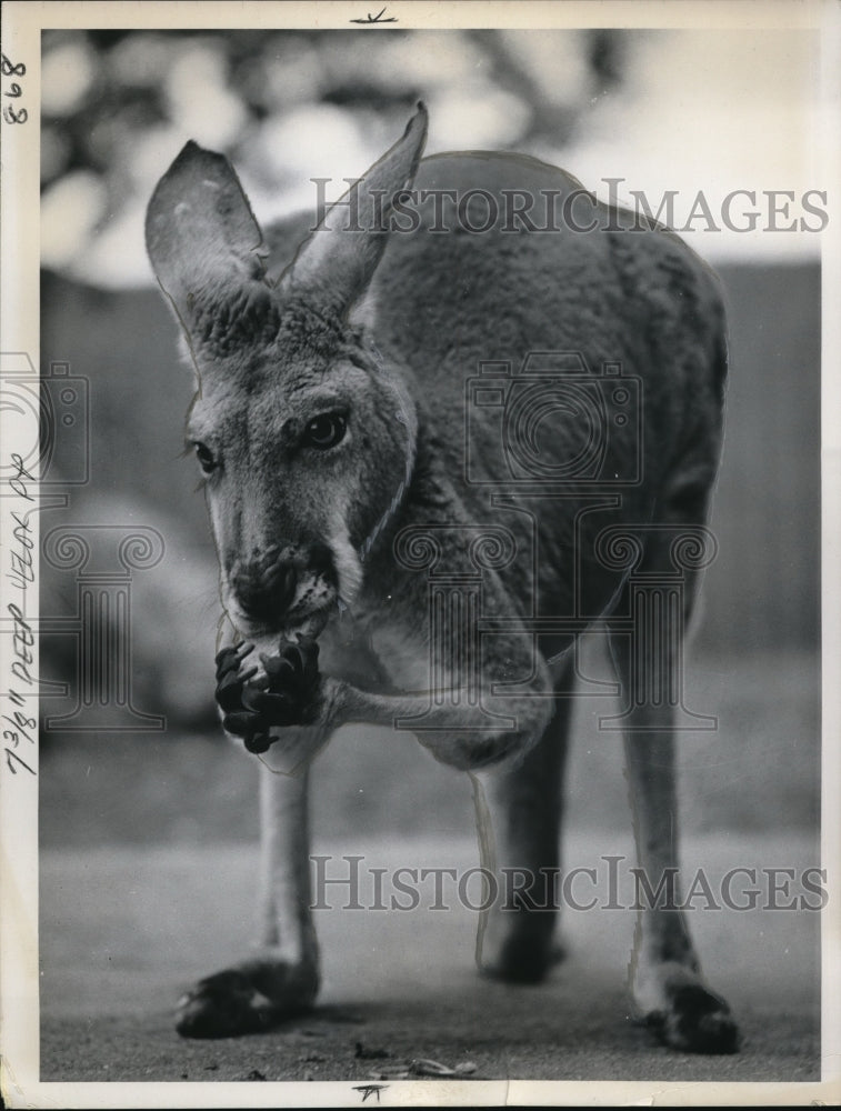 1962 Press Photo Gray Kangaroo Regent Park Zoo - nec42326- Historic Images