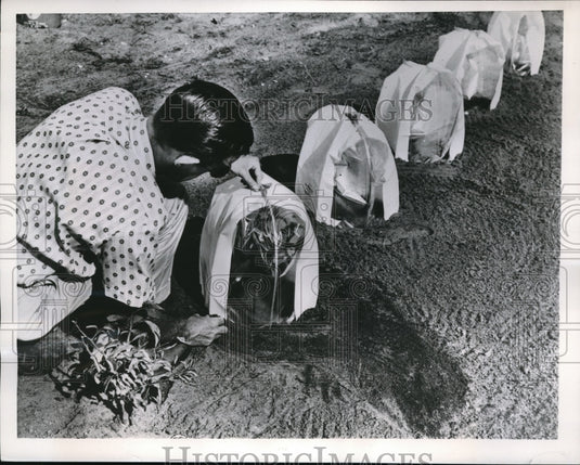 1957 Press Photo Plant Helmets
