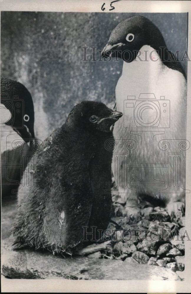 1966 Press Photo The 1st Adelie penguin is called "Little America" - nec43097