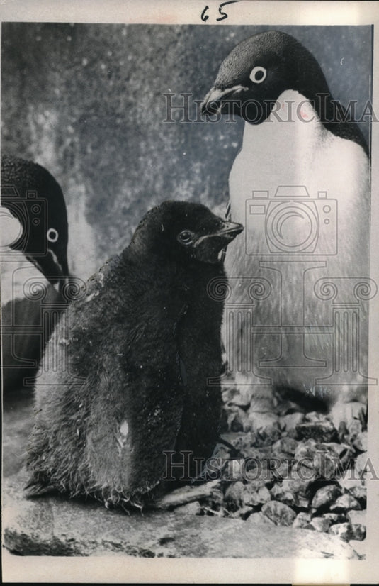 1966 Press Photo The 1st Adelie penguin is called "Little America" - nec43097