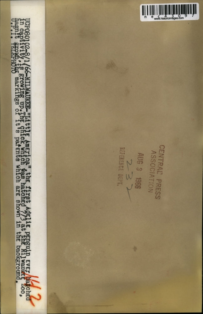 1966 Press Photo The 1st Adelie penguin is called "Little America" - nec43097