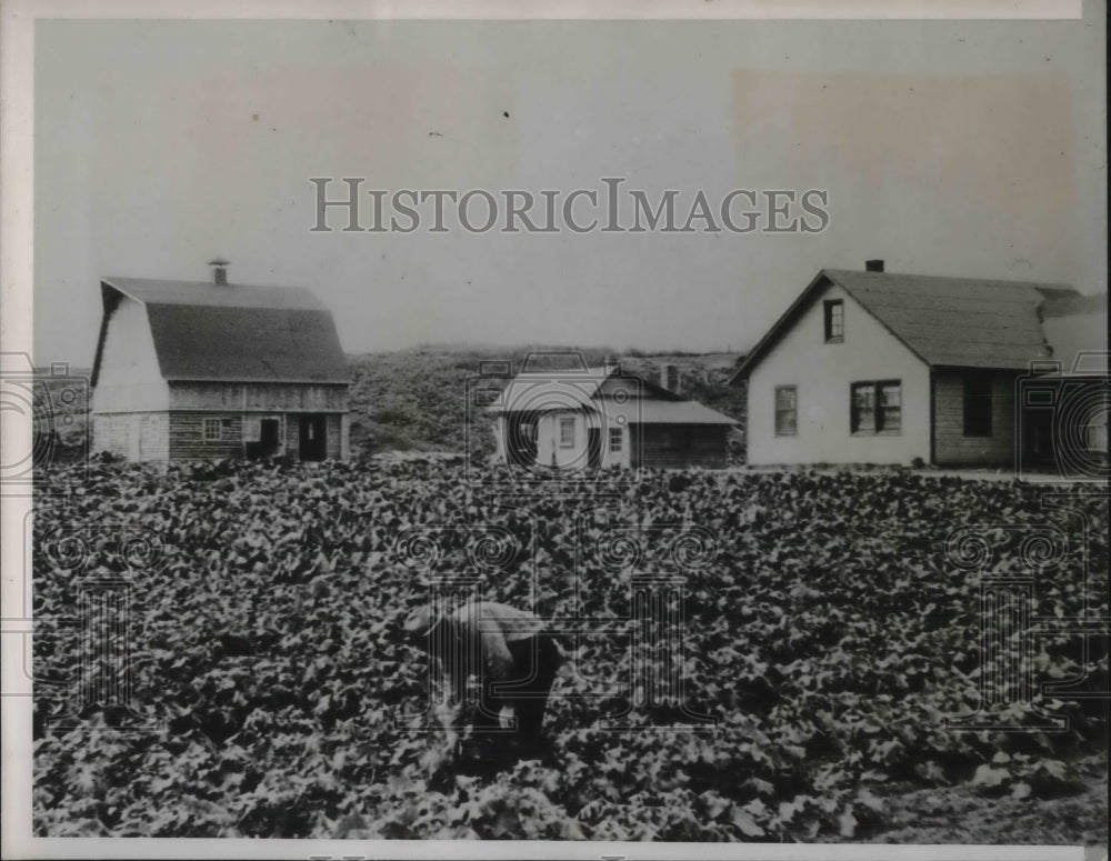 1938 Press Photo Walter Pipple picking cabbage
